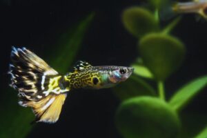 peixe guppy amarelo nadando no aquário