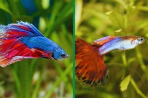 peixe betta e peixe guppy em aquário