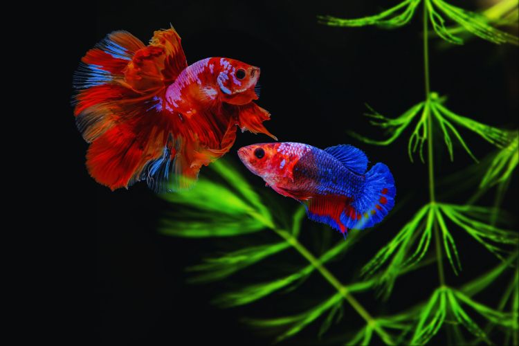 peixe betta nadabdo junto a plantas no aquário