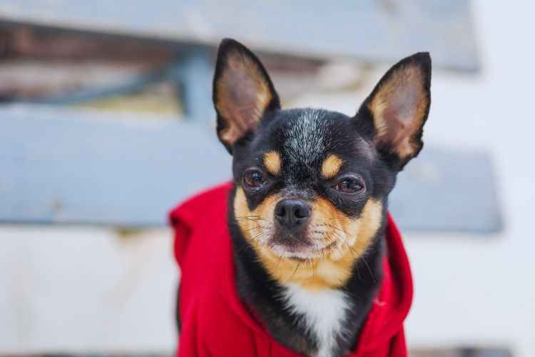  cachorro Chihuahua com agasalho 