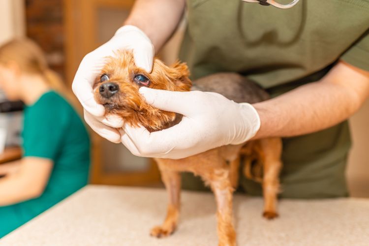 Cachorro yorkshire realizando tratamento nos olhos