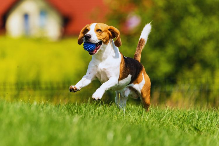 cachorro beagle brincando com bola na boca