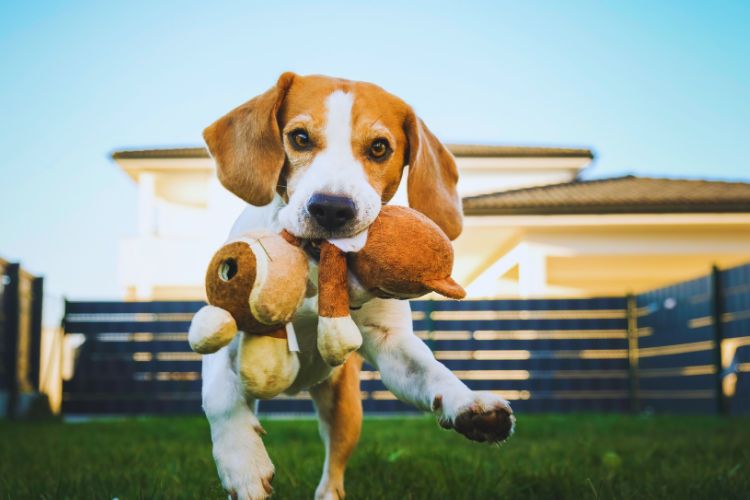cachorro beagle brincando com boneco