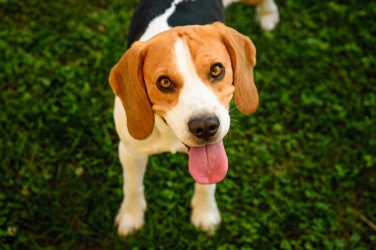 cachorro beagle com lingua pra fora