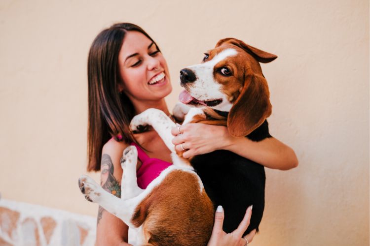 cachorro beagle com mulher brincando