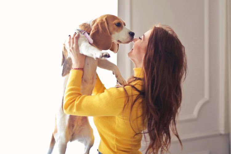 cachorro beagle com sua dona