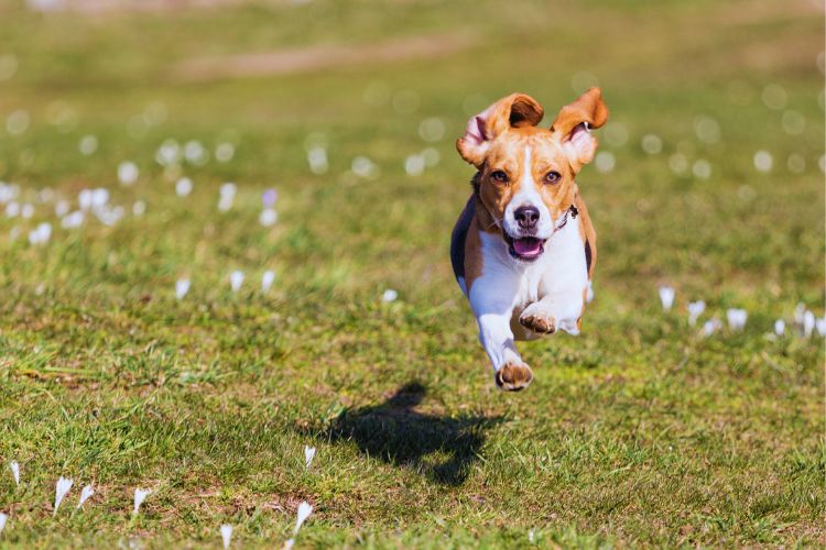 cachorro beagle correndo na grama
