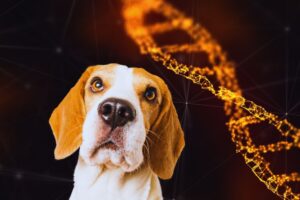 cachorro beagle e dna ao fundo