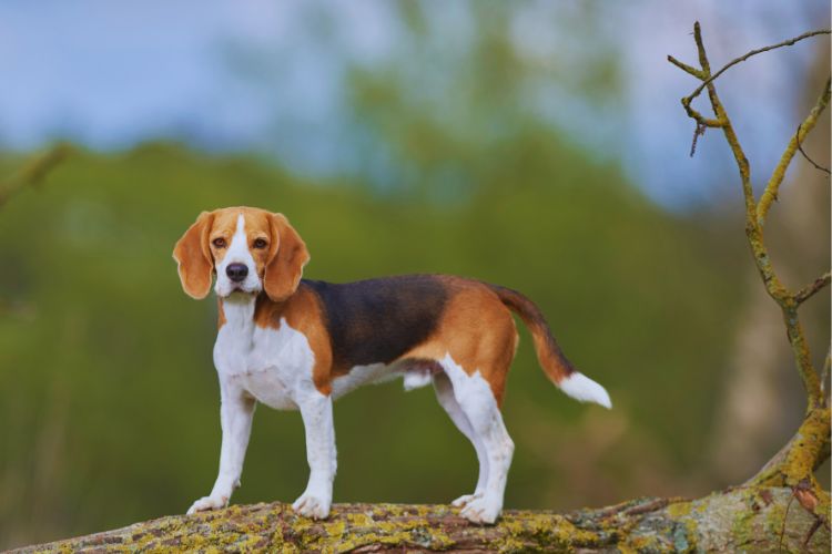 cachorro beagle em cima de tronco de árvore