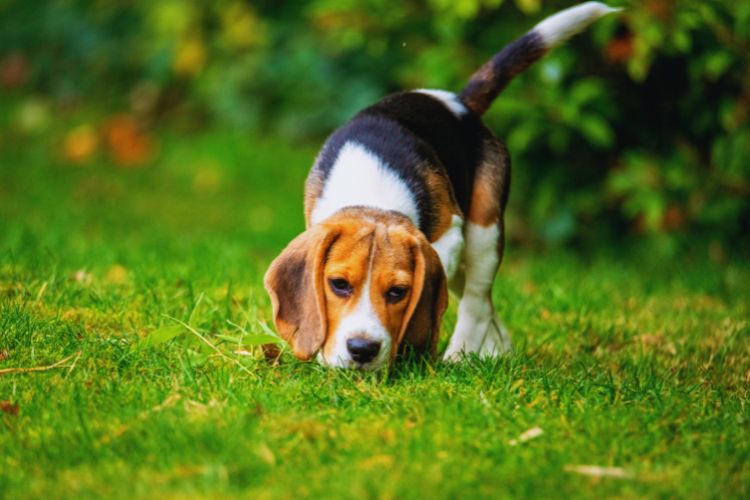cachorro beagle farejando na grama