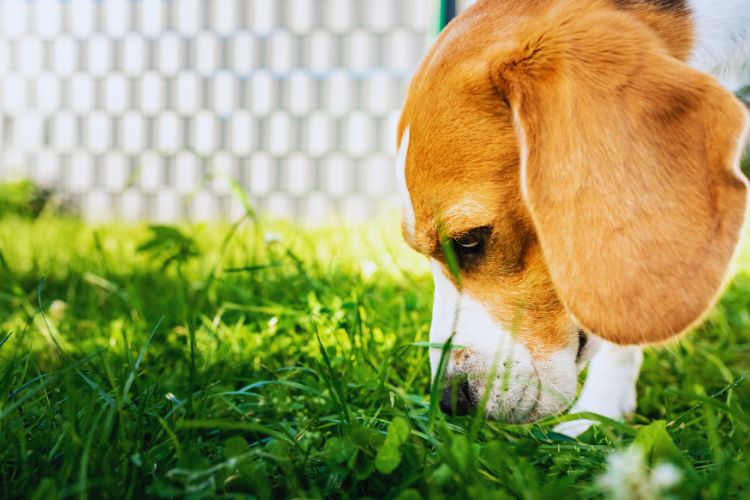 cachorro beagle farejando na grama