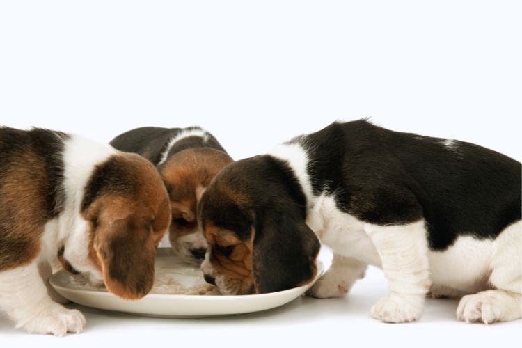 cachorro beagle filhote em trio comendo