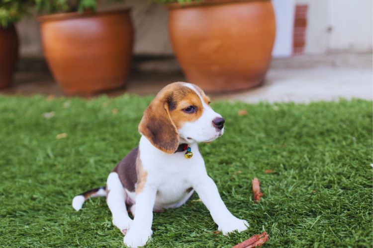 cachorro beagle filhote sentado