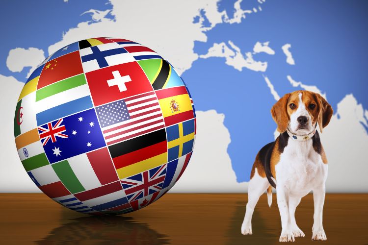 cachorro beagle junto ao mapa do mundo