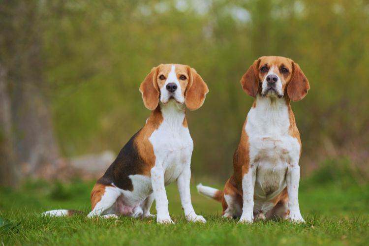 cachorro beagle em dupla na grama