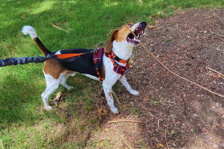 cachorro beagle mordendo um graveto