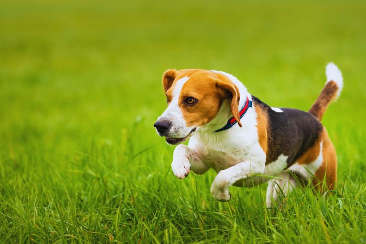 cachorro beagle pulando na grama