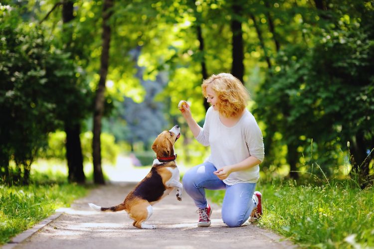cachorro beagle sendo treinao por mulher no parque