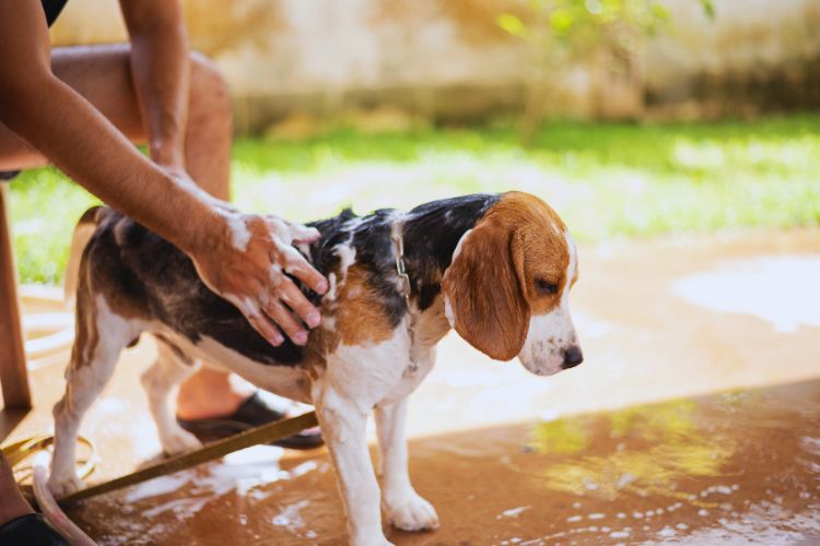 cachorro beagle tomando banho com shampoo