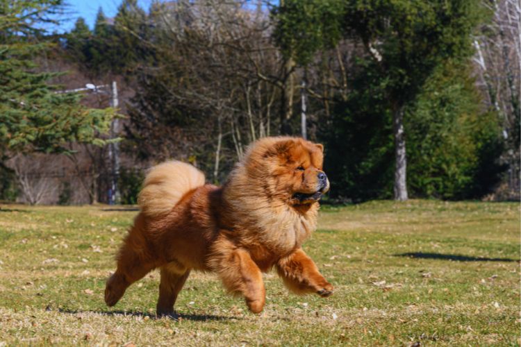 cachorro chow chow correndo no gramado