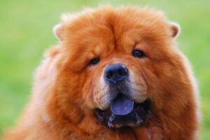 cachorro chow chow olhando para o lado