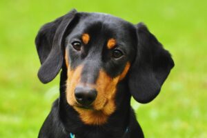 cachorro dachshund olhando para frente