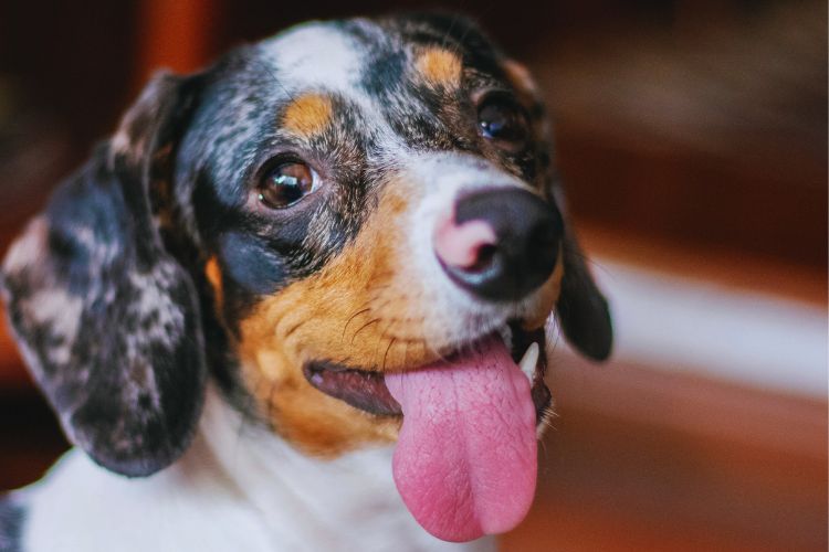 cachorro dachshund arlequim com língua de fora