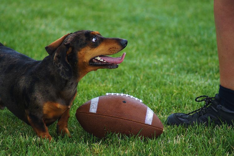 cachorro dachshund brincando com bola de futebol americano