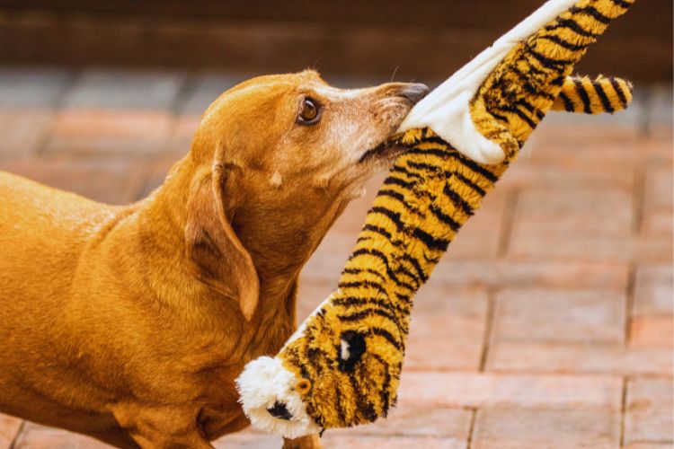 cachorro dachshund brincando com brinquedo
