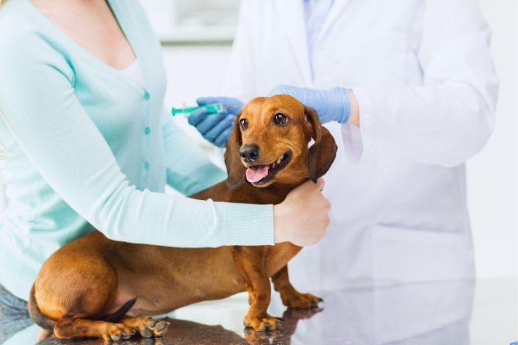 cachorro dachshund com dona e veterinário