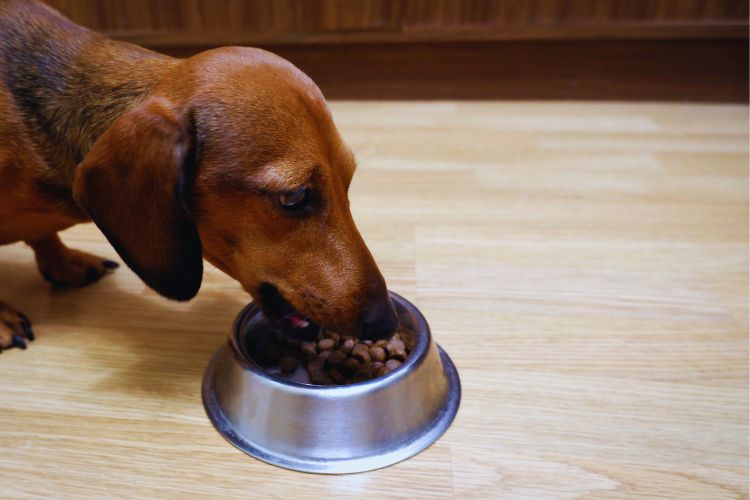 cachorro dachshund comendo ração na tigela