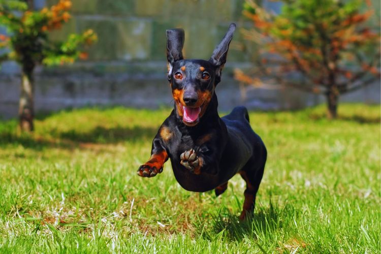 cachorro dachshund correndo na grama