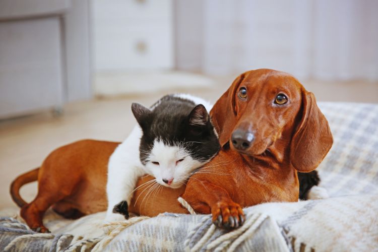 cachorro dachshund e gato deitado juntos