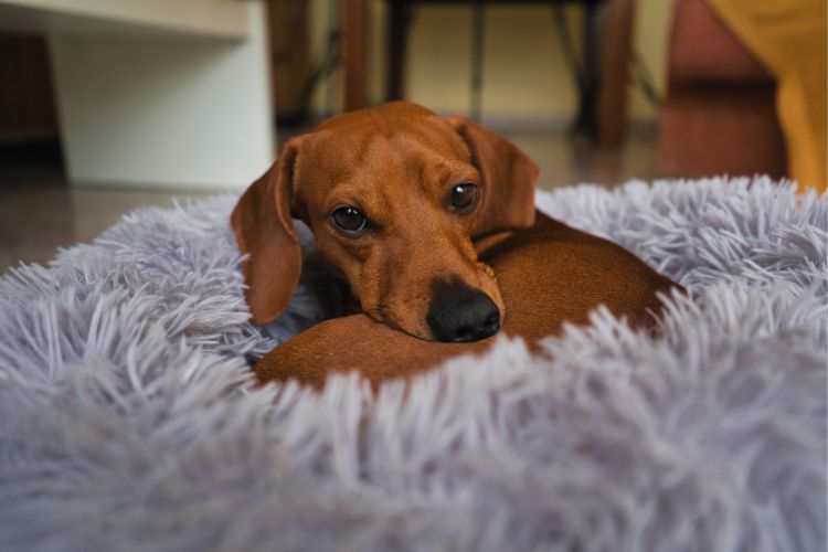 cachorro dachshund na cama descansando
