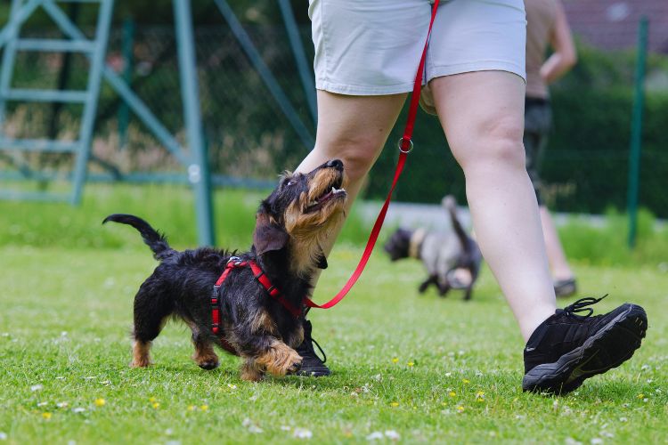 cachorro dachshund sendo treinado por sua dona