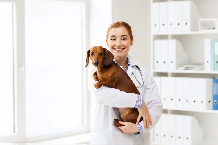 cachorro dachsund com veterinária