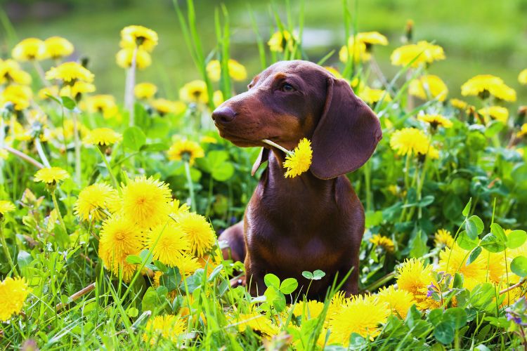 cachorro daschsund entre as flores no jardim