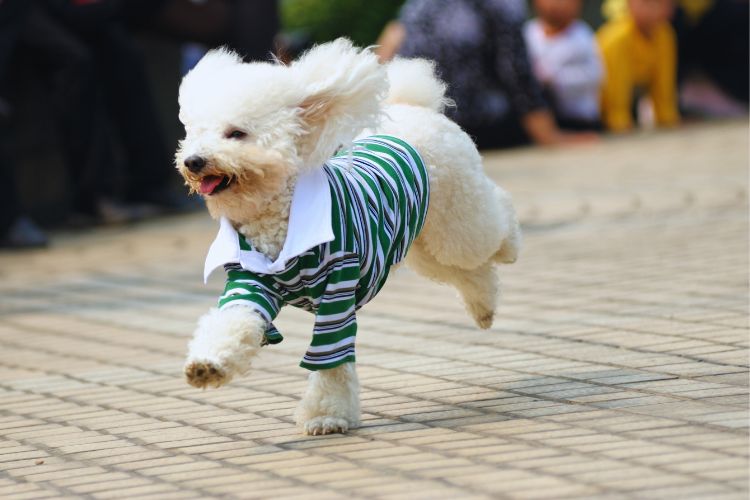 cachorro poodke toy branco correndo