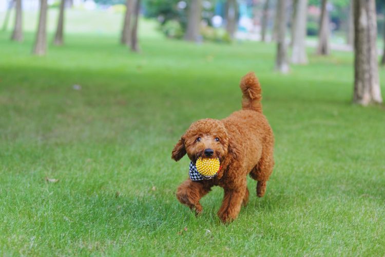 cachorro poodle toy brincando com bola na boca