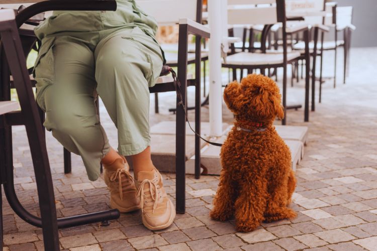 cachorro poodle toy com dona sentado