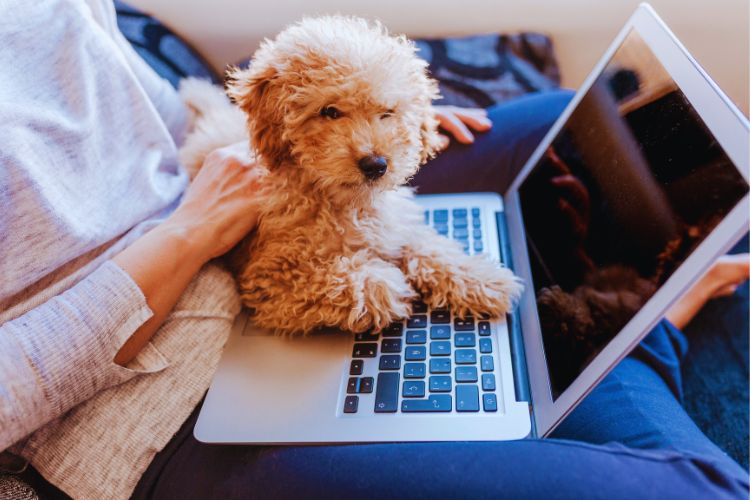 cachorro poodle toy com dono vendo computador