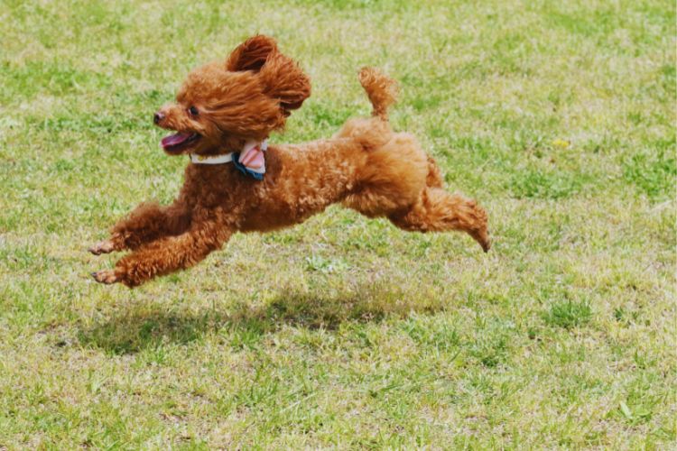 cachorro poodle toy correndo na grama