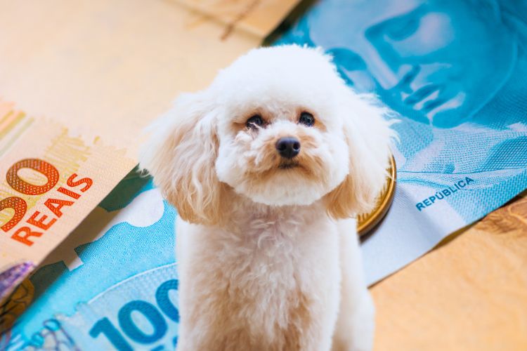 cachorro poodle toy e nota de dinheiro