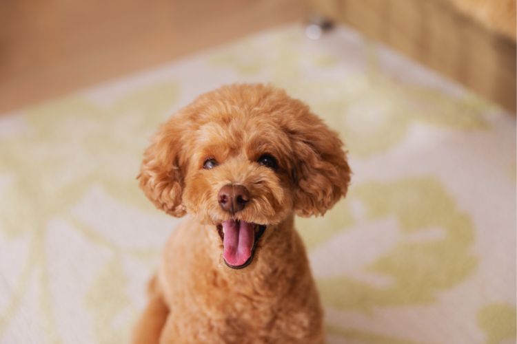 cachorro poodle toy marrom com boca aberta
