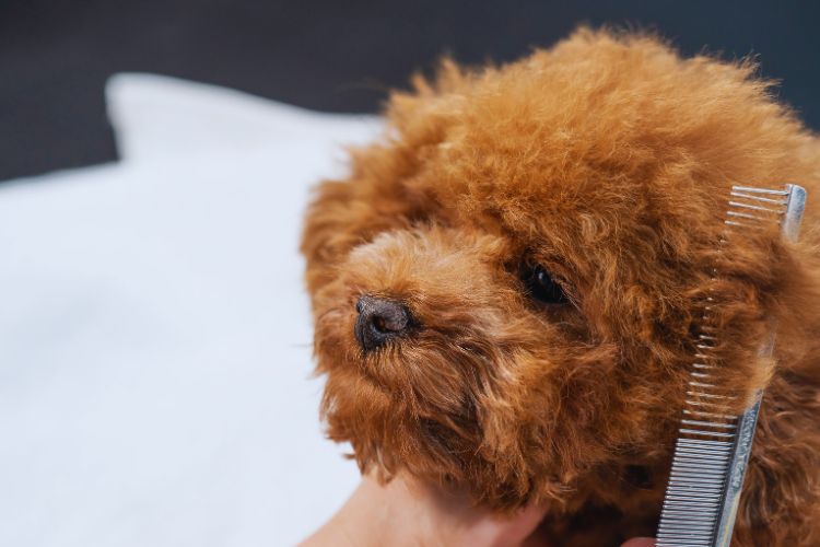 cachorro poodle toy marrom com pelo penteado