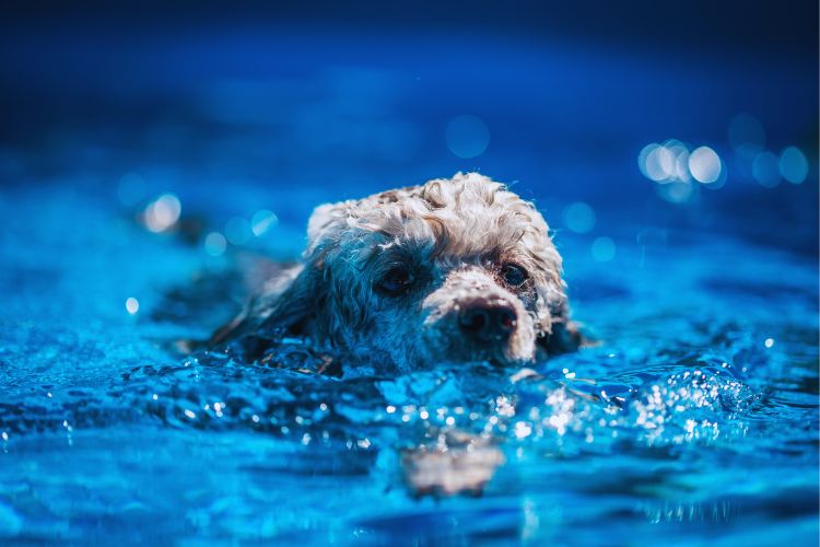 cachorro poodle toy nadando na piscina