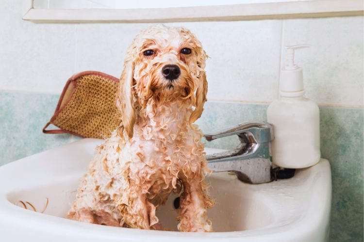 cachorro poodle toy no banho