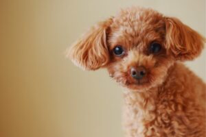 cachorro poodle toy olhando para frente