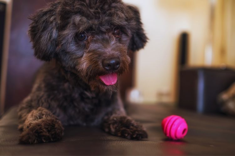 cachorro poodle toy preto com bola