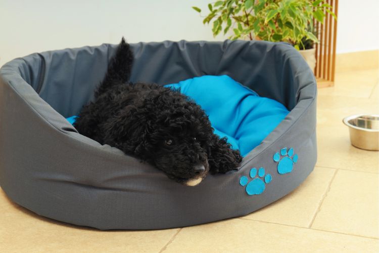 cachorro poodle toy preto filhote deitado na cama